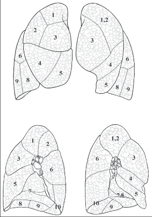 Obr. 1 – Segmentální uspořádání plic