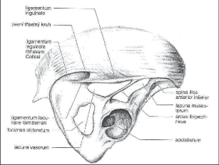 Obr. 2 - Anatomické vrstvy tříselné oblasti. Příčný řez střední částí tříselného kanálu vlevo. Normální nález. Kůže a podkoží incidovány