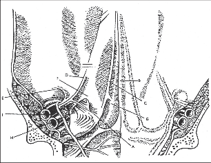 Obr. 12 – Laparoskopický obraz přední stěny břišní (pohled z dutiny břišní): A – Cooperův vaz B – urachus (plica umbilicalis mediana) C – obliterované umbilikální arterie (plica umbilicalis medialis) D – dolní epigastrické cévy (plica umbilicalis lateralit) E – nepřímá tříselná kýla (laterálně od dolních epigastrických cév) F – přímá tříselná kýla (mediálně od dolních epigastrických cév), Hesselbachův trojúhelník G – supravezikální kýla (mezi urachem – B a umbilikálními arteriemi – C) H – femorální kýla (pod tříselným Poupartským vazem podél femorálních cév) I – „triangle of the doom“ – osudný, zhoubný trojúhelník