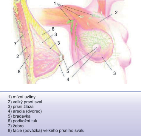 Obr. 1 – Anatomická struktura prsu s lymfatickými uzlinami